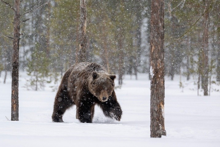 Bruine beer (Finland). Foto van Wiel Arets.